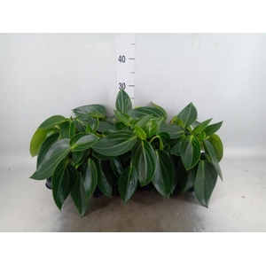 Peperomia