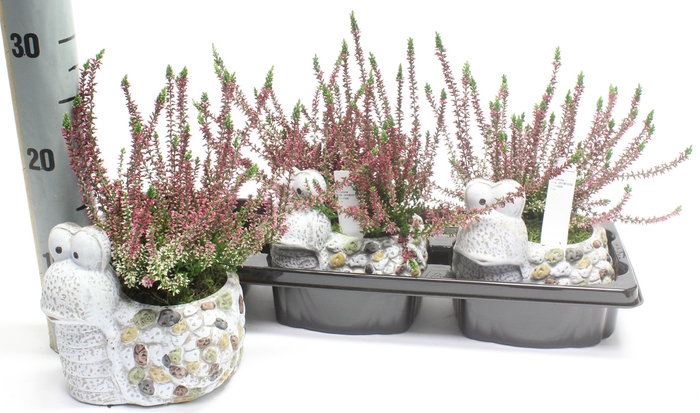 <h4>ARR TUINPLANTEN</h4>