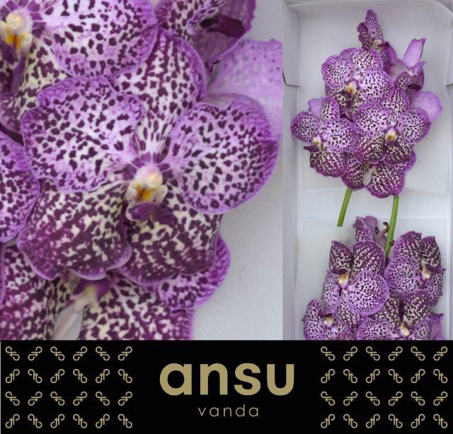 <h4>VANDA SU ROYA PURPLE</h4>