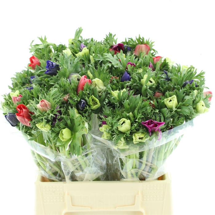 <h4>Anem Co Mar Mix In Bucket</h4>