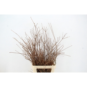 ENKIANTHUS ROOD 100/120CM