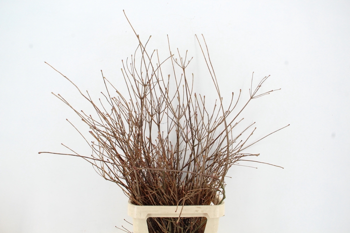 <h4>ENKIANTHUS ROOD 100/120CM</h4>
