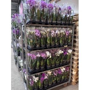 PHAL ELEGANT CASCADE 2 TAK A2