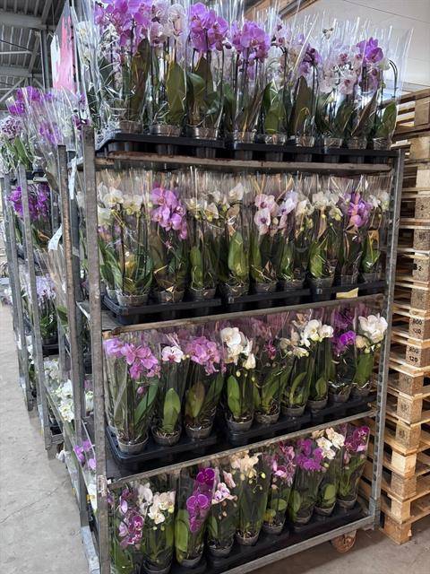 <h4>PHAL ELEGANT CASCADE 2 TAK A2</h4>