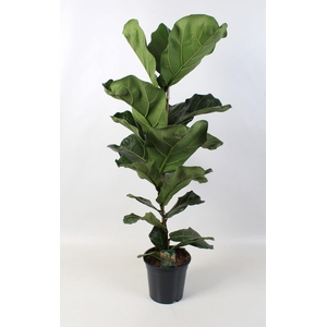 Ficus Lyrata 21 cm