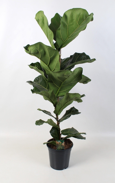 <h4>Ficus Lyrata 21 cm</h4>