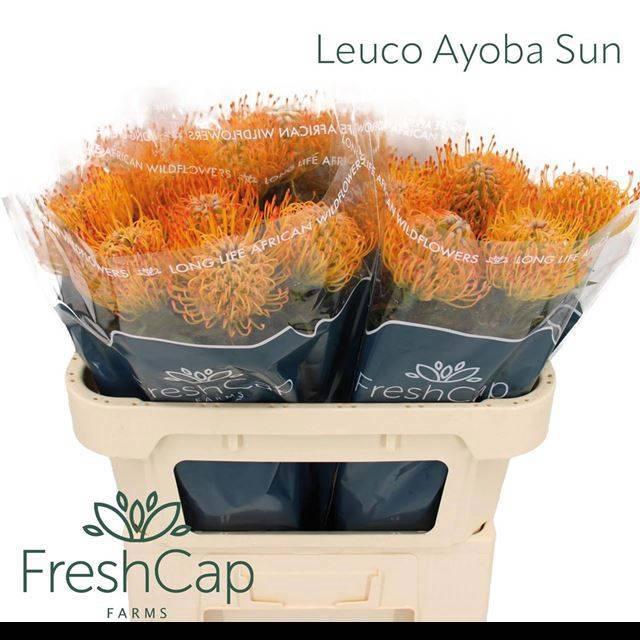 <h4>LEUCO AYOBA SUN</h4>