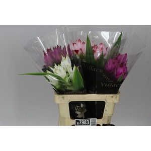 Curcuma Siam Mixed