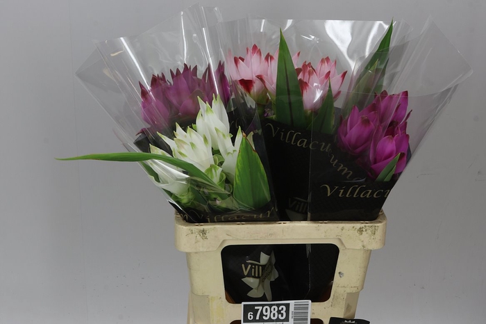 <h4>Curcuma Siam Mixed</h4>