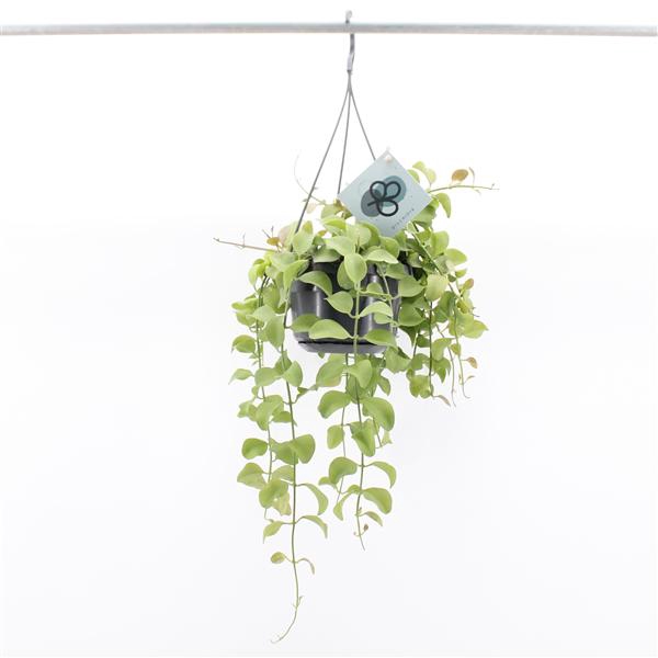 <h4>Dischidia Imbricata Hang</h4>