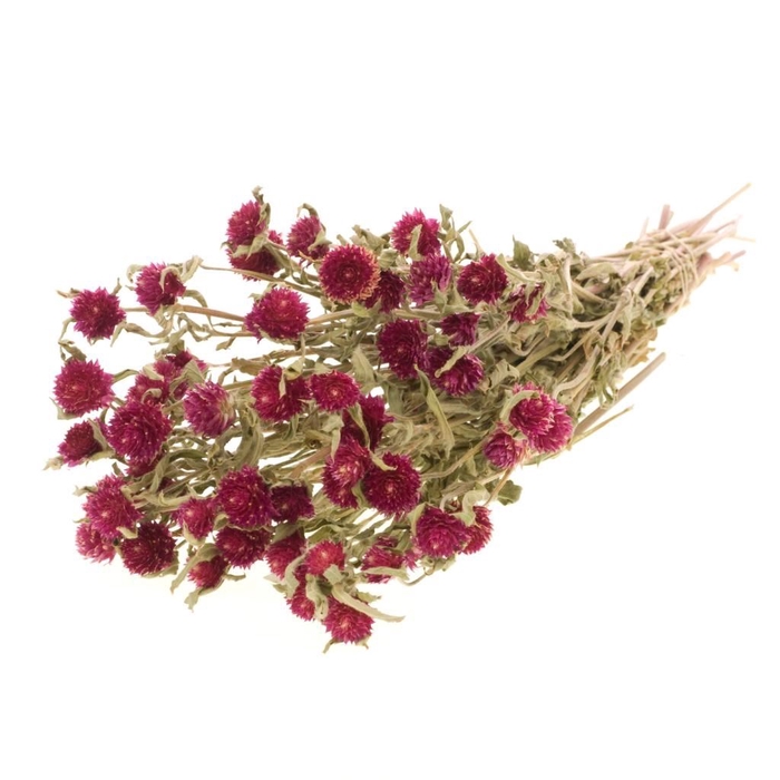 <h4>Gomphrena natural fuchsia</h4>