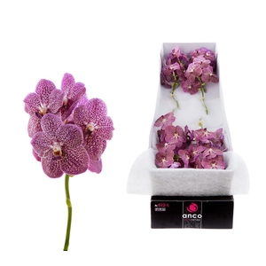 Vanda Tropical Punch X10