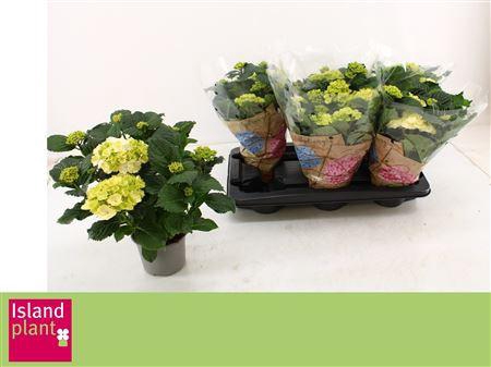 <h4>Hydr M Schneeball 4+</h4>