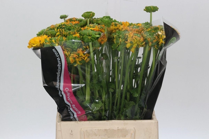 <h4>Ran Pon Pon Merlino</h4>