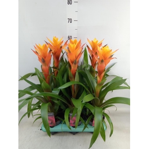 Guzmania  'Variada'