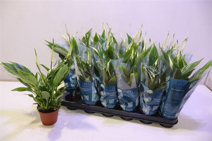 <h4>arr8 Spath Chopin</h4>