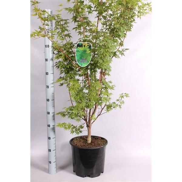 <h4>Acer Palmatum 'Sangokaku'</h4>