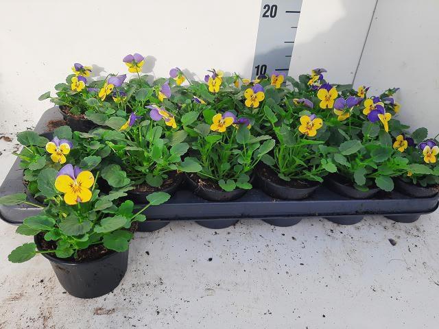 <h4>VIO CO EM MORPHO</h4>