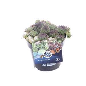 Sempervivum gemengd in de pot