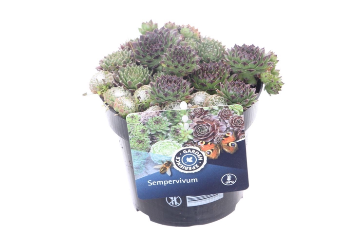 <h4>Sempervivum gemengd in de pot</h4>