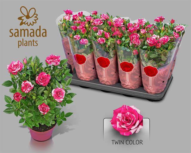 <h4>Rosa Tunesie Twin Colour Star</h4>
