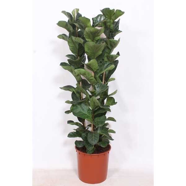 <h4>Ficus lyrata bambino 3 per pot</h4>