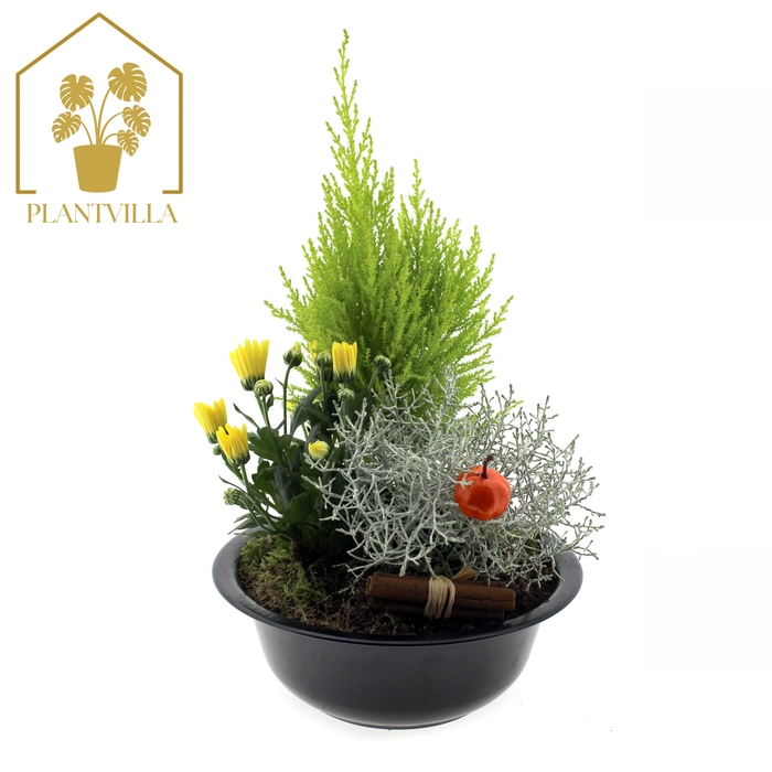 <h4>ARR TUINPLANTEN</h4>