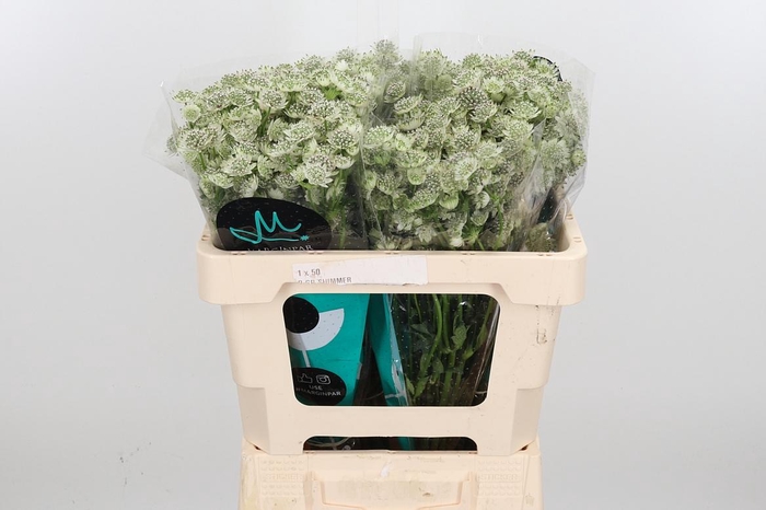 <h4>Astrantia Wit Billion Stars</h4>