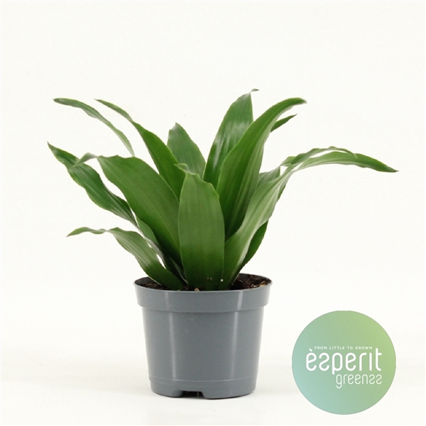 <h4>Dracaena Compacta</h4>