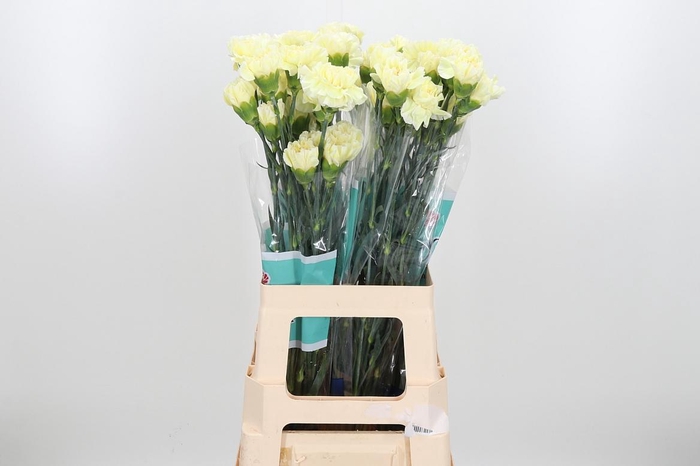 <h4>Di St Polimnia</h4>