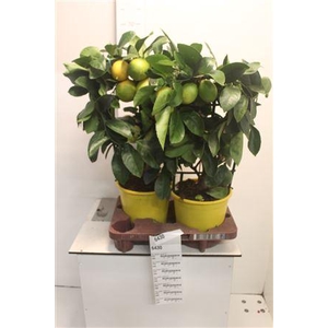 Citr Meyeri Meyer 8+