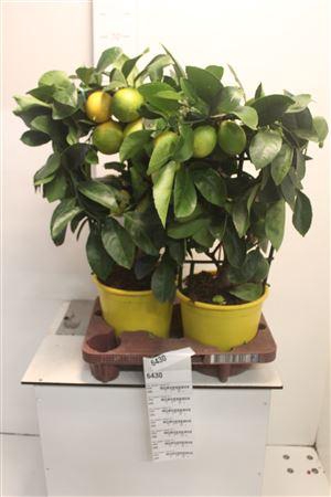 <h4>Citr Meyeri Meyer 8+</h4>