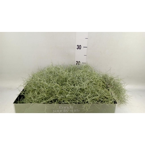Tillandsia usneoides