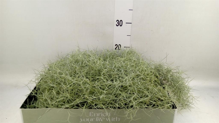 <h4>Tillandsia usneoides</h4>
