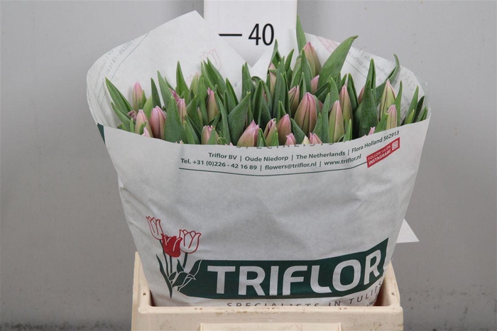 <h4>Tu En Dutch Lane</h4>