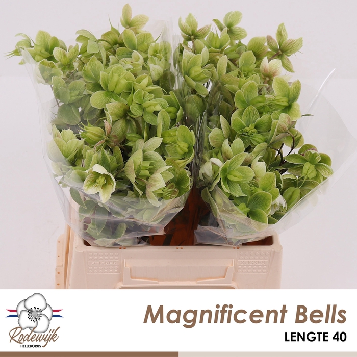 <h4>HELL MAGNIFIC BELLS</h4>