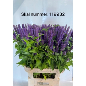AGASTACHE