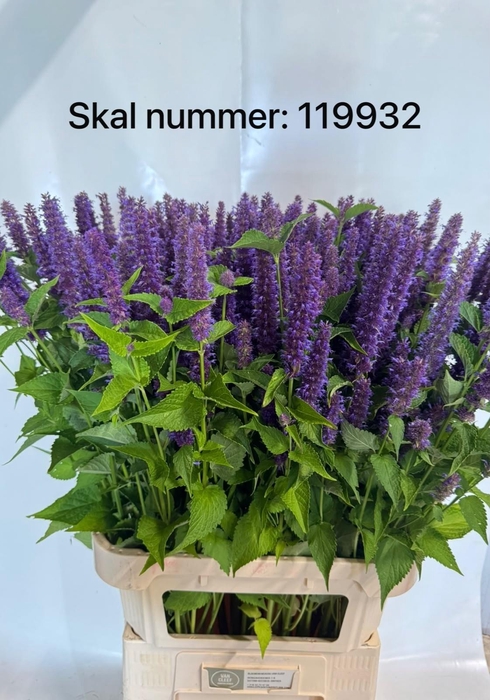 <h4>AGASTACHE OV</h4>