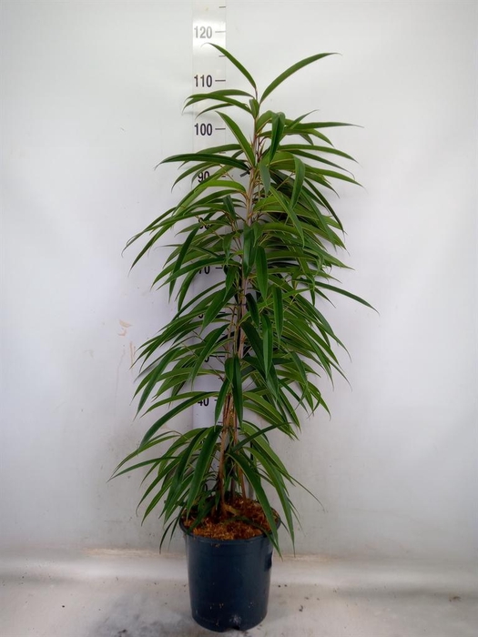 <h4>Ficus binn. 'Alii'</h4>