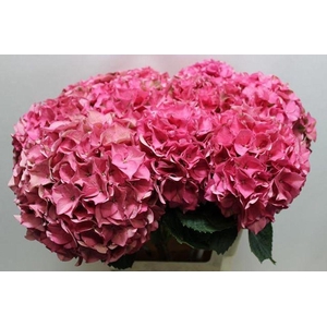 Hydrangea rodeo classic