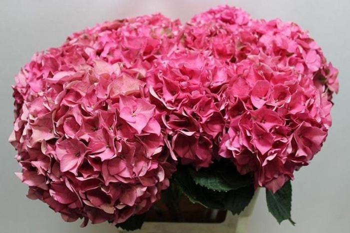 <h4>Hydrangea rodeo classic</h4>
