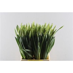 Narc T Dutch Master Ext (berg)