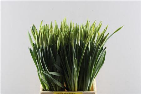 <h4>Narc T Dutch Master Ext (berg)</h4>