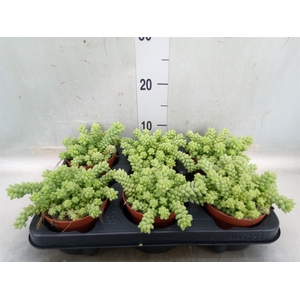 Sedum burrito