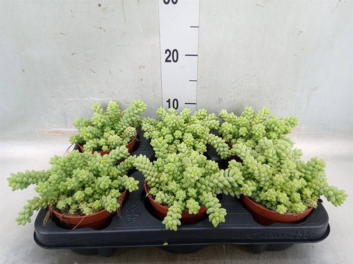 <h4>Sedum burrito</h4>