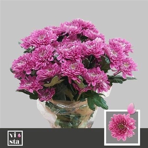 Chr T Fabienne Purpl