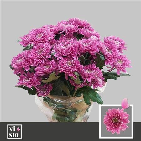 <h4>Chr T Fabienne Purpl</h4>