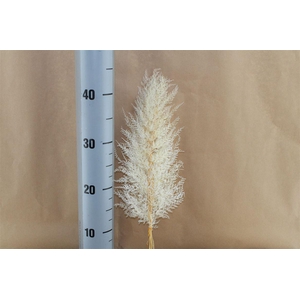 Japan Deco Lace Fern White 10 Pcs