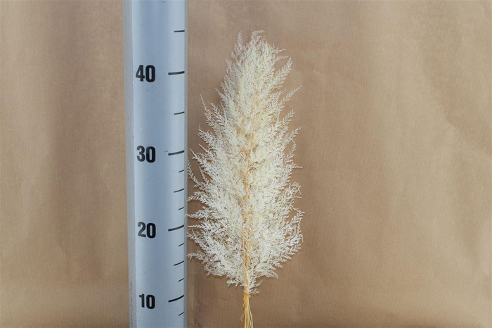 <h4>Japan Deco Lace Fern White 10 Pcs</h4>