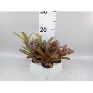 Neoregelia  'Fire Ball'